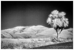 Foothills and Cabbage Tree, North Canterbury